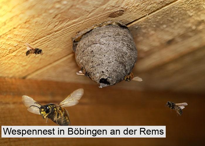 Wespennest in Böbingen an der Rems